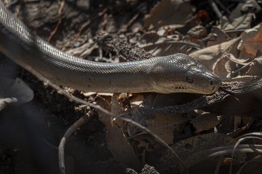Olive python (Liasis olivaceus), also known as olive-coloured python, Ubirr, Northern Territory, Australia