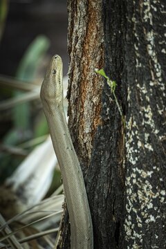 Olive python (Liasis olivaceus), also known as olive-coloured python, Ubirr, Northern Territory, Australia