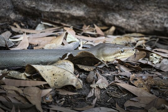 Olive python (Liasis olivaceus), also known as olive-coloured python, Ubirr, Northern Territory, Australia