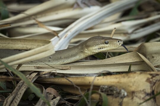Olive python (Liasis olivaceus), also known as olive-coloured python, Ubirr, Northern Territory, Australia