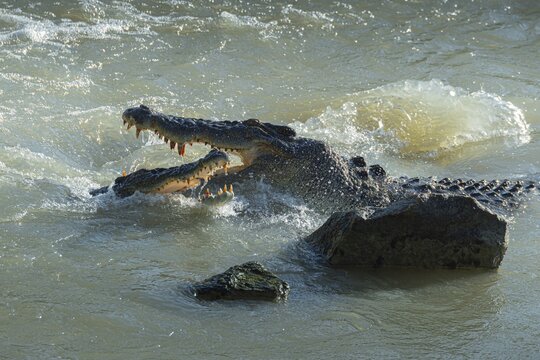 Saltwater crocodiles, also known as salties (Crocodylus porosus) fight at the Cahill Crossing ford through the East Alligator River, Kakadu National Park, Northern Territory, Australia