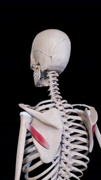 Teres Minor Muscle Movement Vertical Video