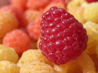 Zbliżenie na dorodne owoce maliny w wielu wariantach barwnych © Kumulugma