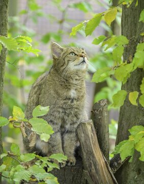 European wildcat or forest cat (Felis silvestris) in the wildcat enclosure at the Thayatal National Park House, Hardegg, Lower Austria, Austria