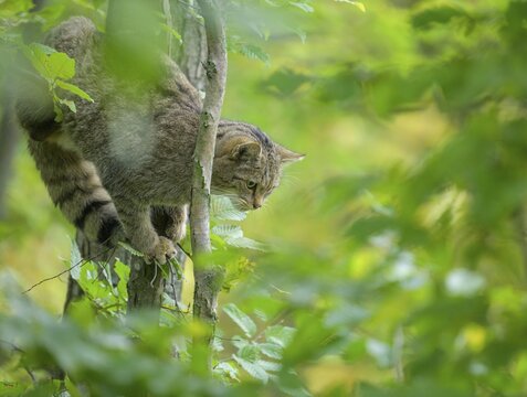European wildcat or forest cat (Felis silvestris) in the wildcat enclosure at the Thayatal National Park House, Hardegg, Lower Austria, Austria