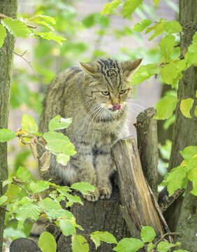 European wildcat or forest cat (Felis silvestris) in the wildcat enclosure at the Thayatal National Park House, Hardegg, Lower Austria, Austria