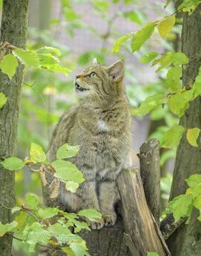 European wildcat or forest cat (Felis silvestris) in the wildcat enclosure at the Thayatal National Park House, Hardegg, Lower Austria, Austria