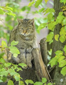 European wildcat or forest cat (Felis silvestris) in the wildcat enclosure at the Thayatal National Park House, Hardegg, Lower Austria, Austria