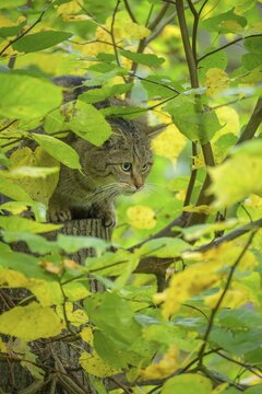 European wildcat or forest cat (Felis silvestris) in the wildcat enclosure at the Thayatal National Park House, Hardegg, Lower Austria, Austria