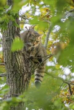 European wildcat or forest cat (Felis silvestris) in the wildcat enclosure at the Thayatal National Park House, Hardegg, Lower Austria, Austria