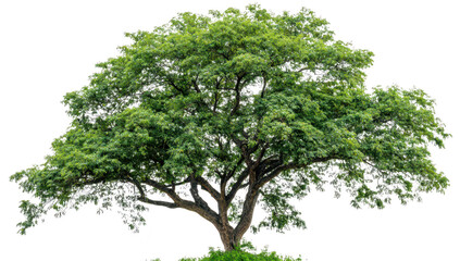 Fototapeta premium A lush green tree stands prominently against a white background. its foliage and sturdy branches. ideal for nature-themed projects or environmental awareness campaigns