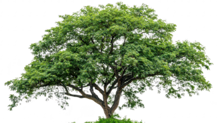 A lush green tree stands prominently against a white background. its foliage and sturdy branches. ideal for nature-themed projects or environmental awareness campaigns