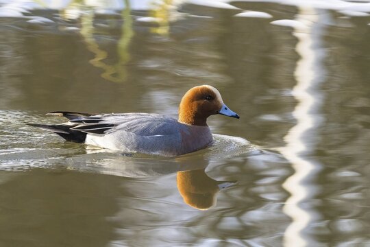 A wigeon (anas penelope), drake, swimming on a calm lake, the water reflecting its image, Hesse, Germany