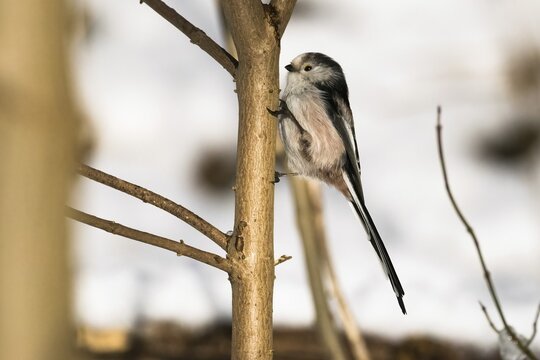 A long-tailed tit (Aegithalos caudatus) sitting upright on a tree trunk in wintry surroundings, Hesse, Germany