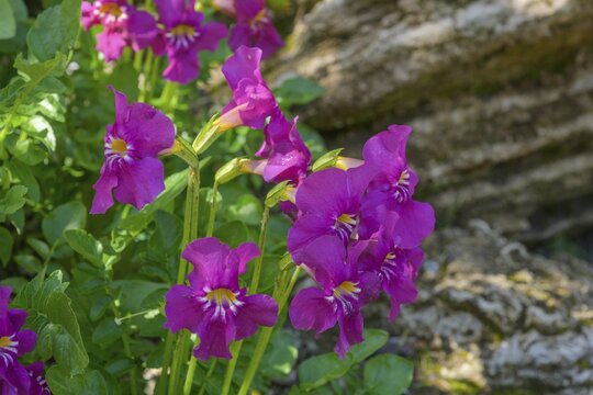 Outdoor gloxinia or Bignoniaceae (Incarvillea zohngdianensis), Jardin du Lautaret Botanical Garden, Villar-d'Ar&ecirc;ne, D&eacute;partement Hautes-Alpes, France