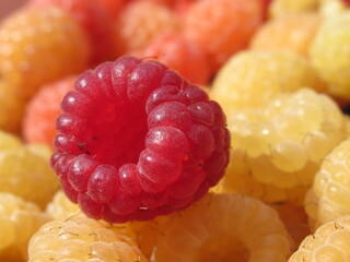 Zbliżenie na dorodne owoce maliny w wielu wariantach barwnych © Kumulugma