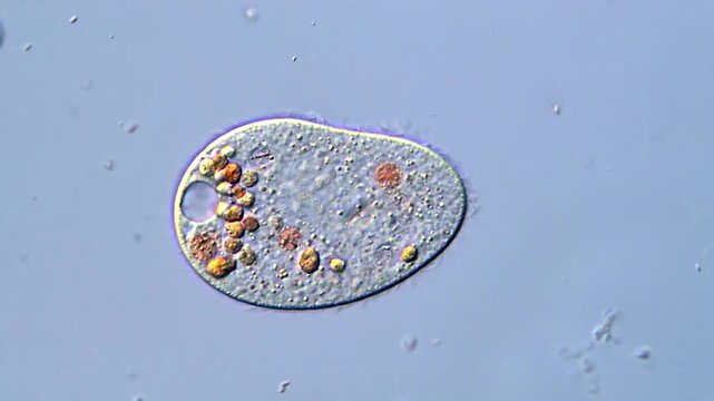 Protozoa under microscope, 4K Video 