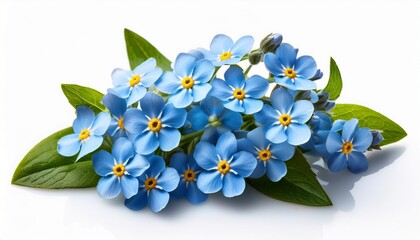 Forget Me Not Flowers Isolated On White Background Selective Focus