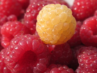 Zbliżenie na dorodne owoce maliny w wielu wariantach barwnych © Kumulugma