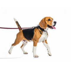 Transparent PNG available Tropical lush green leaf of palm tree transparent pngHappy beagle dog walking on a leash, isolated on a white background.