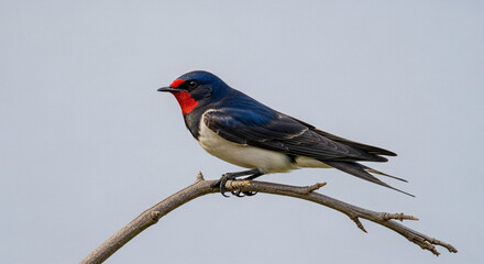 red winged blackbird