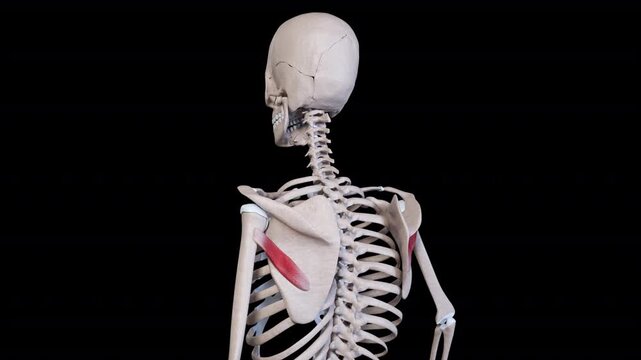 Teres Minor Muscle Movement