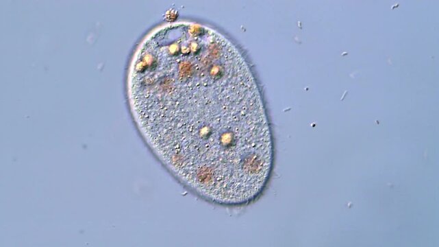 Protozoa microorganism under microscopy view 400x magnification 