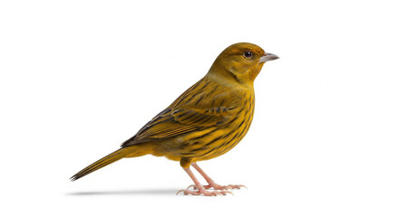 robin isolated on white background