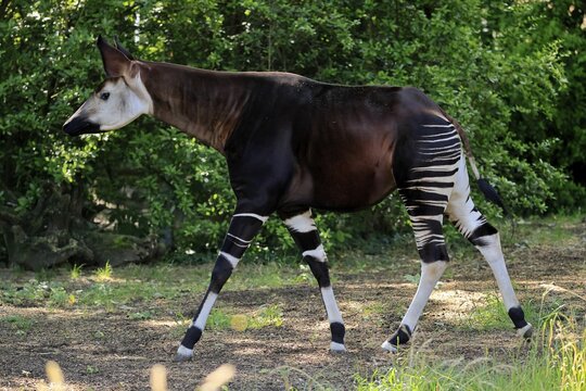 Okapi (Okapia johnstoni), adult, running, foraging, captive
