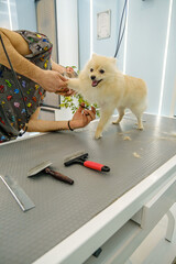 At a pet grooming salon, a middle-aged male groomer is trimming the fur of an adorable Pomeranian...