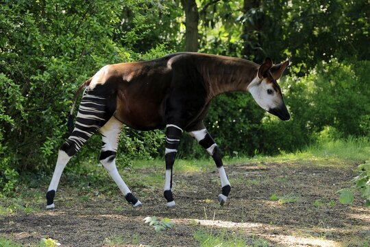 Okapi (Okapia johnstoni), adult, foraging, captive