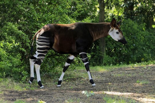 Okapi (Okapia johnstoni), adult, foraging, captive