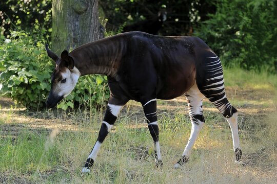 Okapi (Okapia johnstoni), adult, foraging, captive