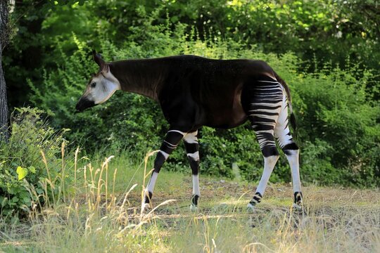 Okapi (Okapia johnstoni), adult, foraging, captive
