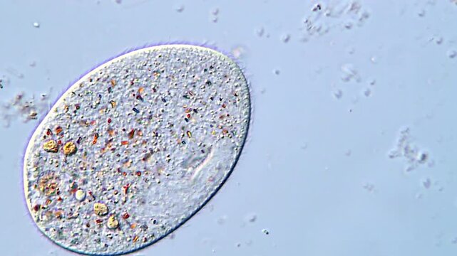 Movement of freshwater protozoa under microscope, Ciliate ciliophora 