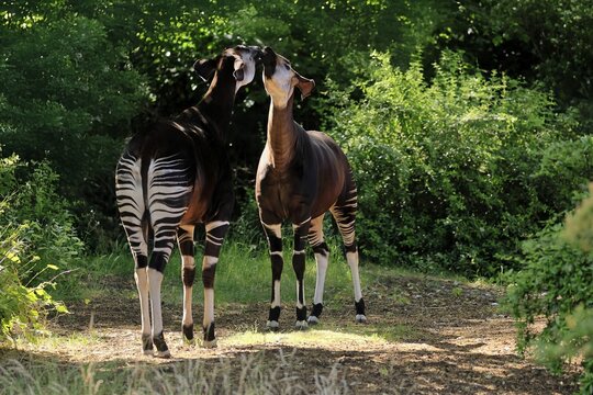 Okapi (Okapia johnstoni), adult, two okapis, pair, social behaviour, captive