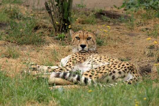 Northeast African Cheetah (Acinonyx jubatus soemmeringii), adult, alert, recumbent, captive, Africa, Northeast Africa