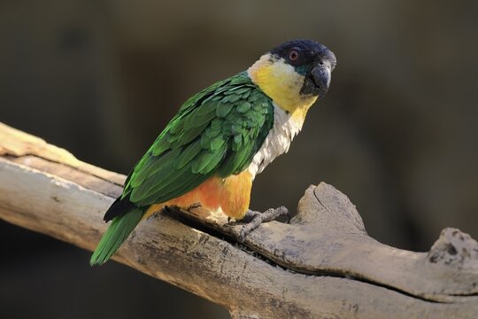 Green-winged Parrot (Pionites melanocephalus), adult, Waiting, alert, curious, Northern South America
