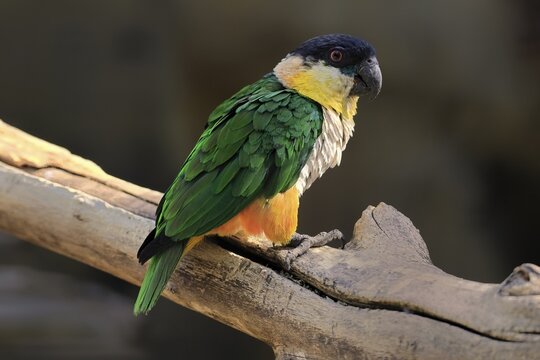 Green-winged Parrot (Pionites melanocephalus), adult, Waiting, alert, curious, Northern South America