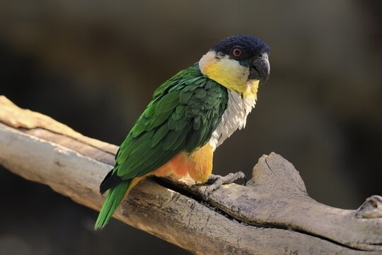 Green-winged Parrot (Pionites melanocephalus), adult, Waiting, alert, curious, Northern South America