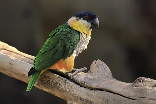 Green-winged Parrot (Pionites melanocephalus), adult, Waiting, alert, curious, Northern South America
