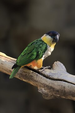 Green-winged Parrot (Pionites melanocephalus), adult, Waiting, alert, curious, Northern South America