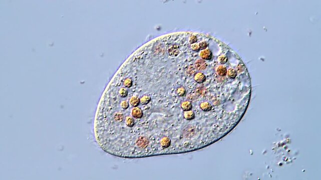 Movement of microorganism in pond water under microscope 