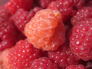 Zbliżenie na dorodne owoce maliny w wielu wariantach barwnych © Kumulugma