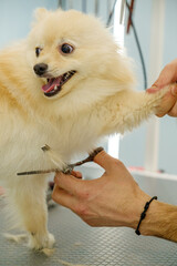 At a pet grooming salon, a middle-aged male groomer is trimming the fur of an adorable Pomeranian...
