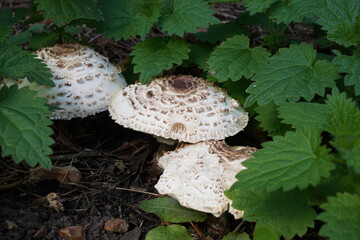 mushroom in the woods during autumn. fresh natural foods