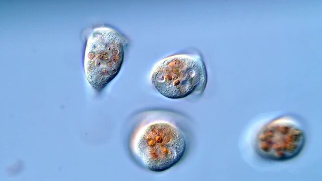 Vorticella microorganism under microscopy view 