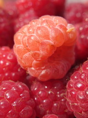 Zbliżenie na dorodne owoce maliny w wielu wariantach barwnych © Kumulugma