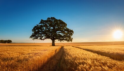 A Majestic Oak Tree Stands Tall In A Vast Golden Field Under A Clear Blue Sky At Sunset