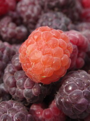 Zbliżenie na dorodne owoce maliny w wielu wariantach barwnych © Kumulugma